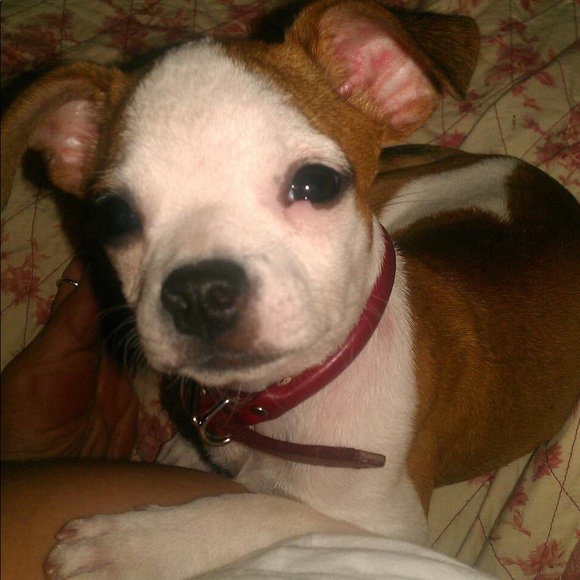 ❤️ ❤️ CASH ❤️ ❤️ our newest family member. - Picture 4 of 12